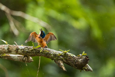 Close-up of kingfisher perching on branch