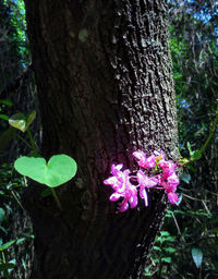 Close-up of pink flowering plant