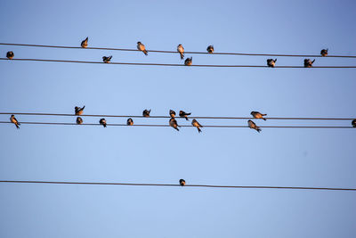 Low angle view of birds on cable