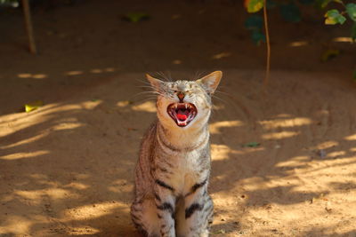 Standing of angry male cat in summer on the ground, animals background