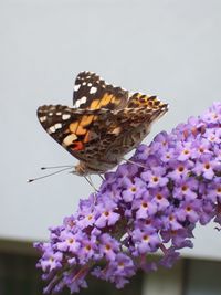 Close-up of butterfly on flower