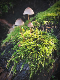 Close-up of mushroom growing on field