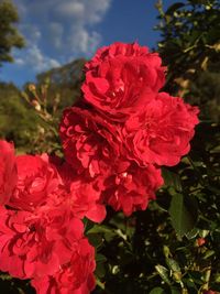 Close-up of red flowers blooming outdoors