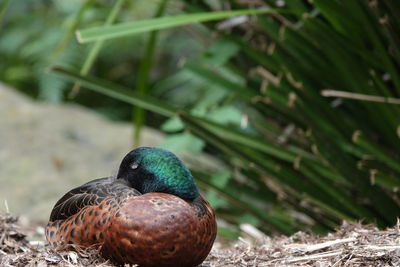 Close-up of bird on rock