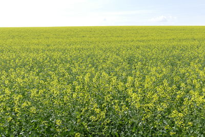 Scenic view of oilseed rape field against sky