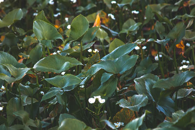 Close-up of leaves