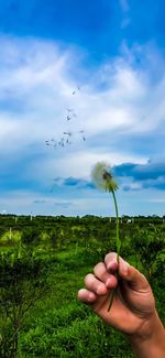 Hand holding flowers on field against sky