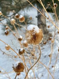 Close-up of wilted flower during winter