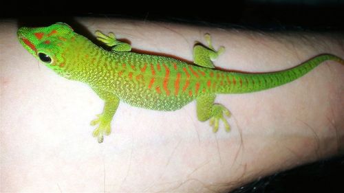 Close-up of hand holding lizard