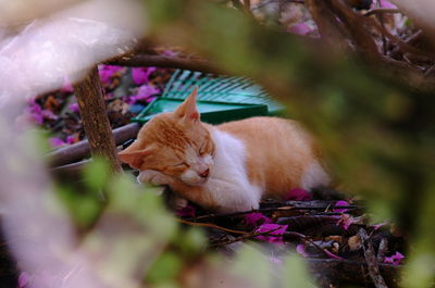 Close-up of a cat sleeping on plant