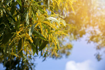 Low angle view of fresh yellow plants against sky