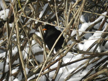 Bird perching on ground