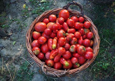 High angle view of strawberries in basket on field