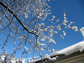 Low angle view of bare trees against clear blue sky