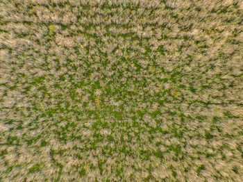 Full frame shot of grass