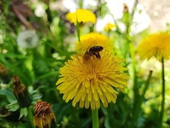 Close-up of bee on yellow flower