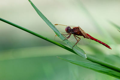 Close-up of insect on grass