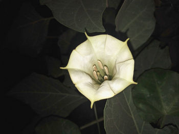 High angle view of flowering plant