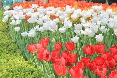 Red and white tulips blooming on field
