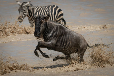 Blue wildebeest gallops past zebra in lake