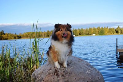 Dog in lake