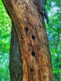 Close-up of a tree trunk