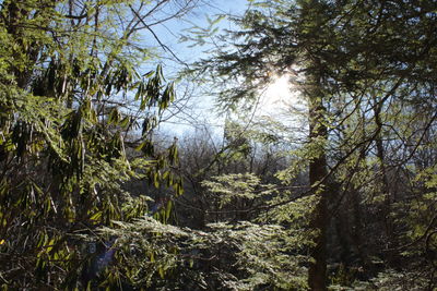 Trees growing in forest against sky