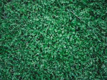 Full frame shot of plants growing on field