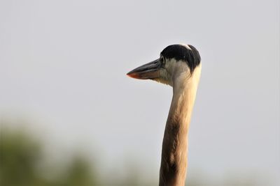 Close-up of a bird