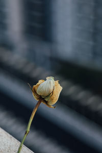 Close-up of wilted rose