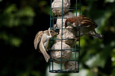 View of bird eating hanging from feeder