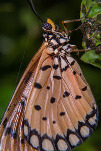 Close-up of butterfly