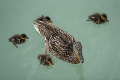 High angle view of duck swimming in water