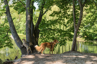 Dog on tree trunk