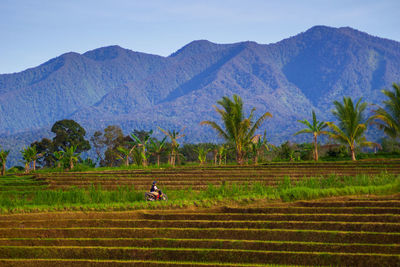 Beautiful morning view of indonesia. panoramic view of mountain during sunny morning