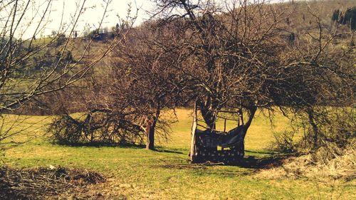 Trees on grassy field