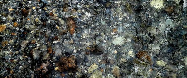 Full frame shot of lichen on rock