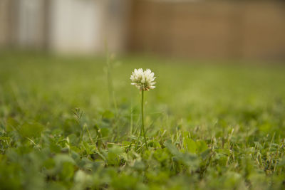 Close-up of white flowers blooming in field