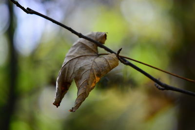 Close-up of dried leaves on plant