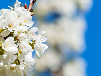 Close-up of white flowers