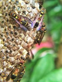 Close-up of butterfly perching on flower