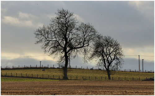 Bare tree on field against sky