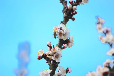 Low angle view of cherry blossom against clear blue sky