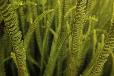 Close-up of fern