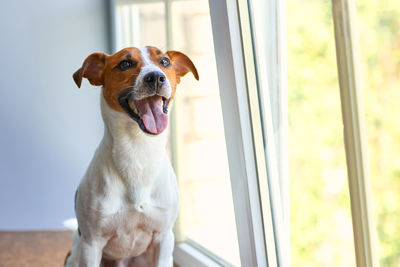 pet