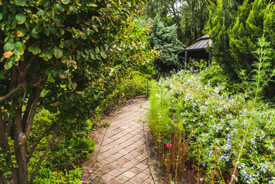 Footpath amidst trees and plants