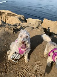 Portrait of dog on beach