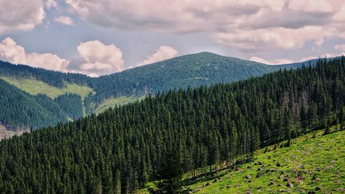 Scenic view of pine trees and mountains against sky
