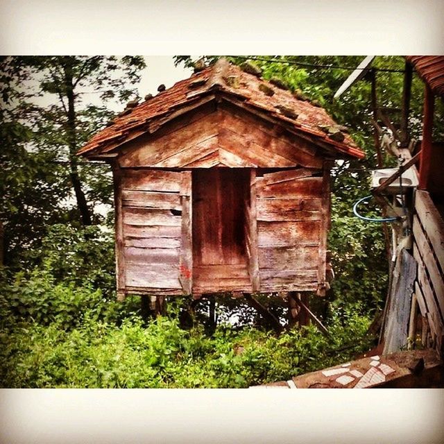 building exterior, built structure, architecture, transfer print, house, auto post production filter, residential structure, plant, door, window, wood - material, abandoned, tree, old, residential building, day, growth, no people, outdoors, front or back yard