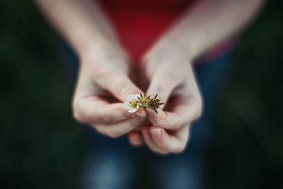 Close-up of hand holding flowering plant